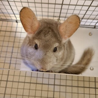 チンチラ　シナモン　3才　オス