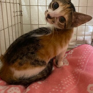 キュートな三毛猫ルルちゃん