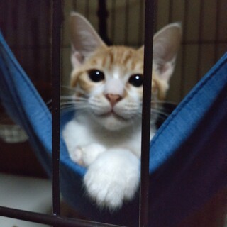 4月22日生まれ☆茶白♂まつ君