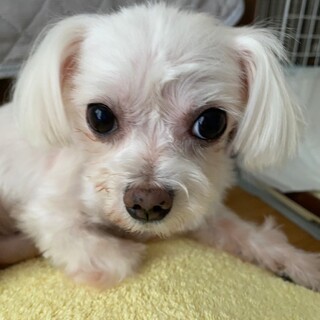 小さな身体でけなげに頑張って来た優しい男の子！！