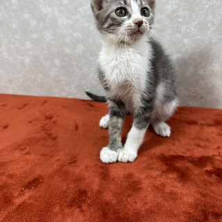 四兄弟いつでも元気一杯❗️パワー全開❗️かぼす