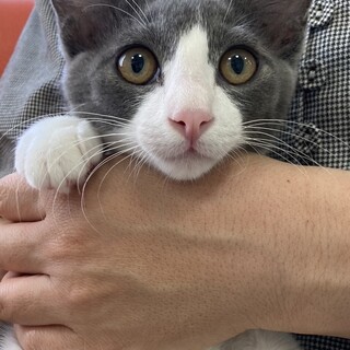 白グレーの男の子