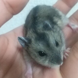 ジャンガリアンハムスターの子供里親募集
