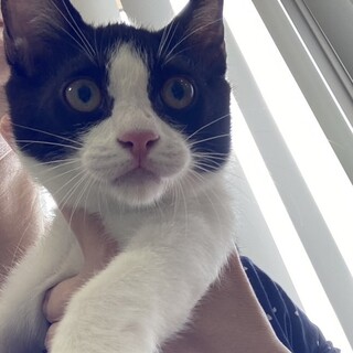 白黒ハチワレの男の子