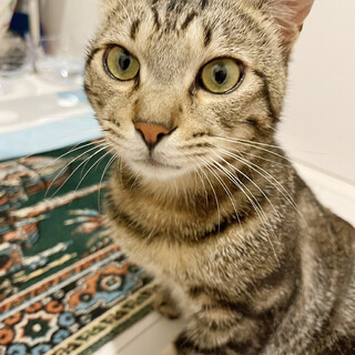 アメショ柄♪人間大好き！超超甘えん坊『レオ君』１歳