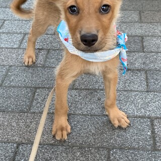 茶色いテリア風の男の子