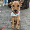 茶色いテリア風の男の子 サムネイル2