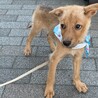 茶色いテリア風の男の子 サムネイル4