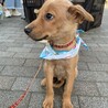 茶色いテリア風の男の子 サムネイル7