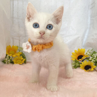 宝石のような青い瞳♪白猫の子猫『ジュエル君』２ヶ月
