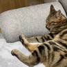 デルタ細胞