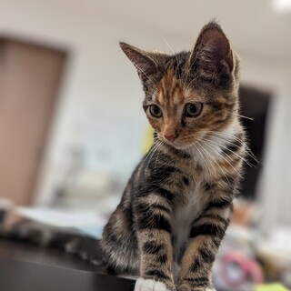 足長マンチカンです。