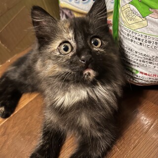 ふわっとモフモフ♡可愛いココちゃん