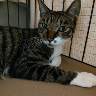 イケメン白ソックス男子