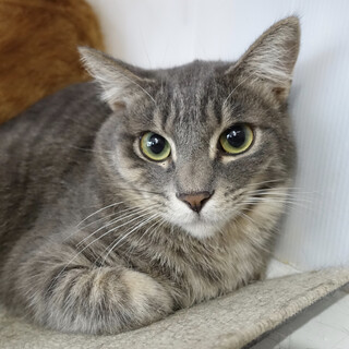 美形！ふわふわ兄弟☆ラテくん 1歳