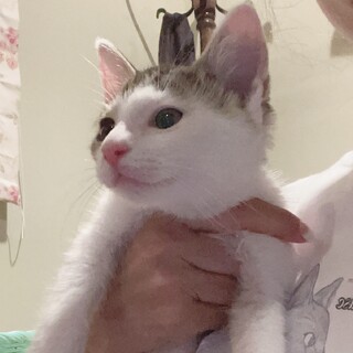 キジ白トトくん