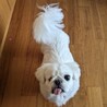 ハンデあっても好奇心旺盛！遊ぶの大好きネリちゃん サムネイル2