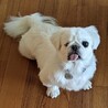 ハンデあっても好奇心旺盛！遊ぶの大好きネリちゃん サムネイル3