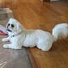 ハンデあっても好奇心旺盛！遊ぶの大好きネリちゃん サムネイル5