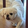 ハンデあっても好奇心旺盛！遊ぶの大好きネリちゃん サムネイル6