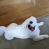 ハンデあっても好奇心旺盛！遊ぶの大好きネリちゃん サムネイル7