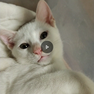 社交性バツグン