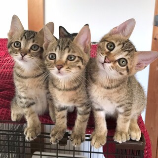 【9/18芝浦】生後2ヶ月✴︎7匹天真爛漫丸顔美猫