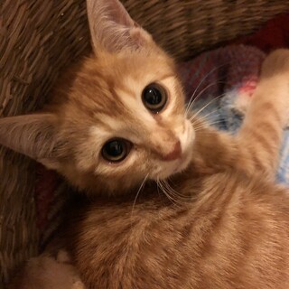 ゴロゴロ可愛い茶トラ男子です！