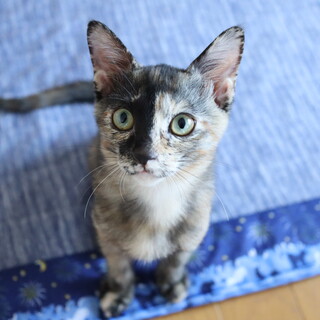 甘えん坊ちゃん(募集一時停止中)