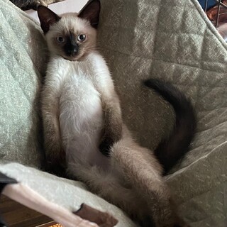 イケニャン★ダッシュ君