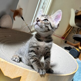 たくさんの試練を乗り越えたちび太♂