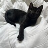 珍しい毛色(ブラックスモーク)の女の子 サムネイル2