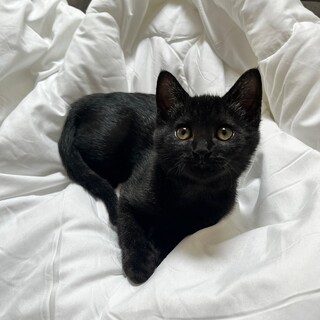 珍しい毛色(ブラックスモーク)の女の子