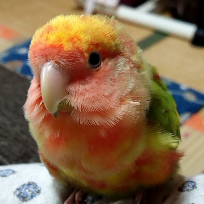 サナルリのカバー写真