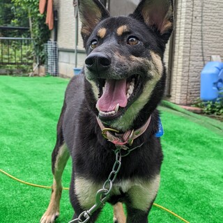 《里親決定》水遊び大好き♪お散歩上手【ちゅら】