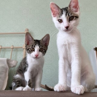 ♦︎仲良し兄弟 すあま&かのこ♦︎