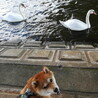 土手をお散歩していた時に番いのコブ白鳥と出会いました