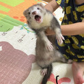 フェレット♂げんちゃん