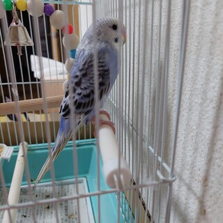 インコ里親募集