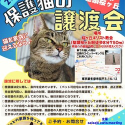 ◇猫の譲渡会◇in東京都多摩市◇ねこたま庵◇