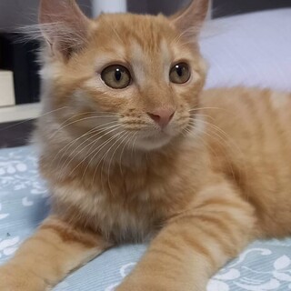 募集一時停止。虐待現場で保護したオレンジくん♡