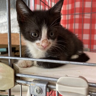 4兄妹長男！小池徹くん