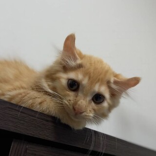 募集一時停止。虐待現場で保護したみかんちゃん♡
