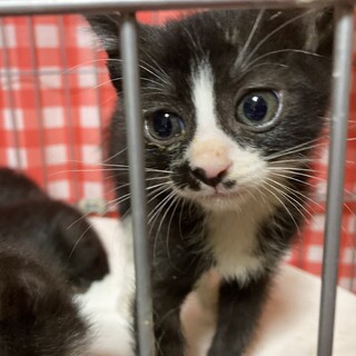 4兄妹次男！でんでんくん