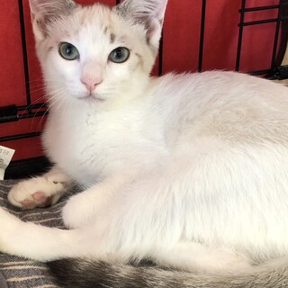 【三ヶ月】目が合うと飛んできて甘えるハヤ