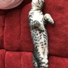 キジトラ4ヶ月の女の子 サムネイル3