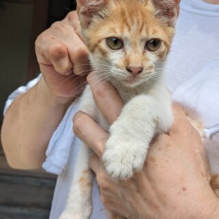 地域猫（子猫）の里親募集