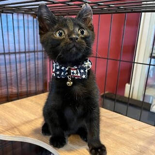 くりくりお目目の真っ黒ちゃん☆ちの