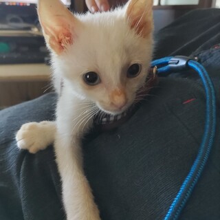 人懐っこい水色の瞳✨ポイントカラーが可愛い白系子猫