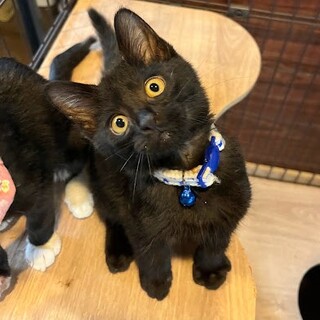 真っ黒でまん丸お顔が可愛い☆すきにー